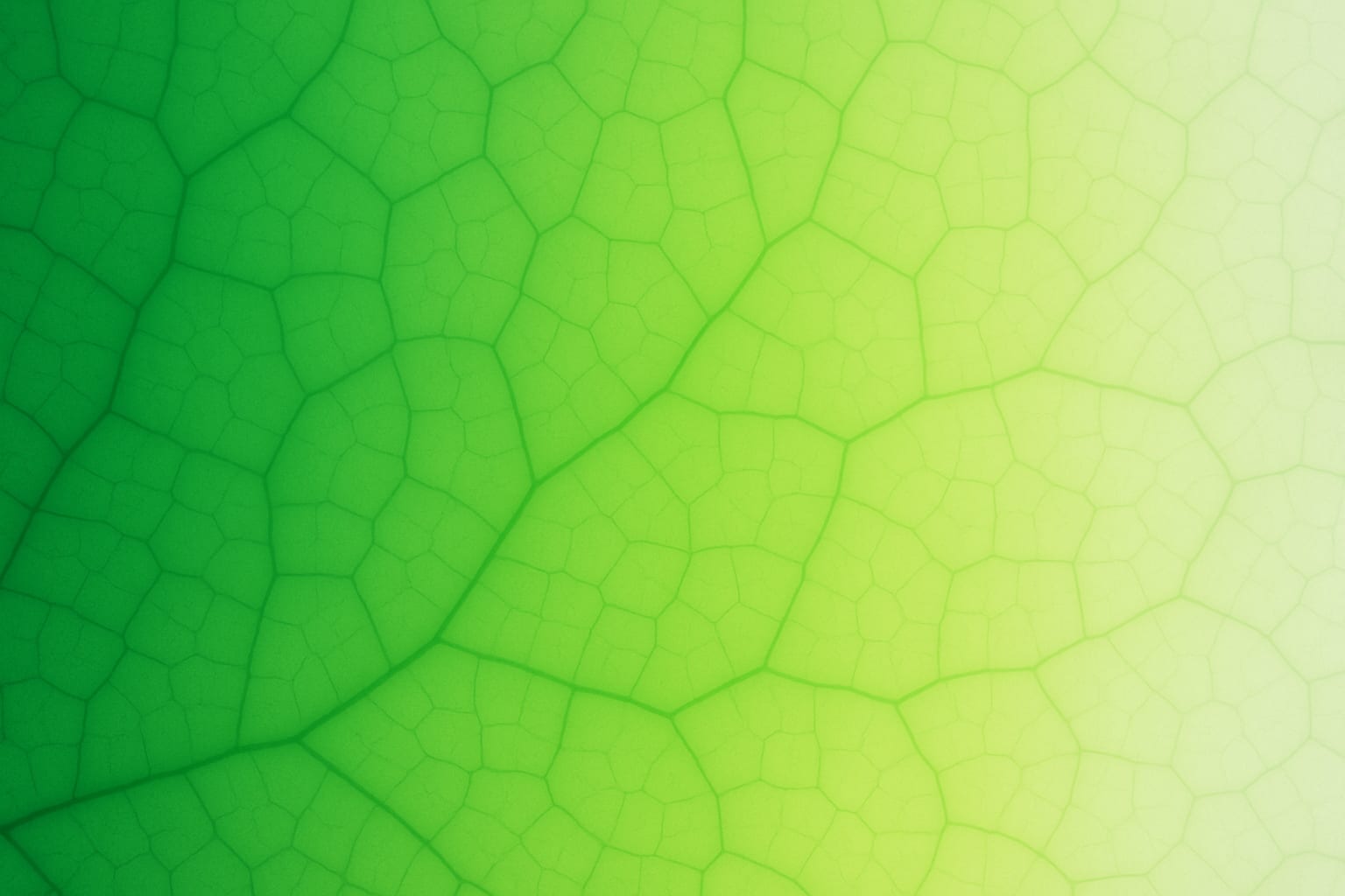 Polyflora — photo 5