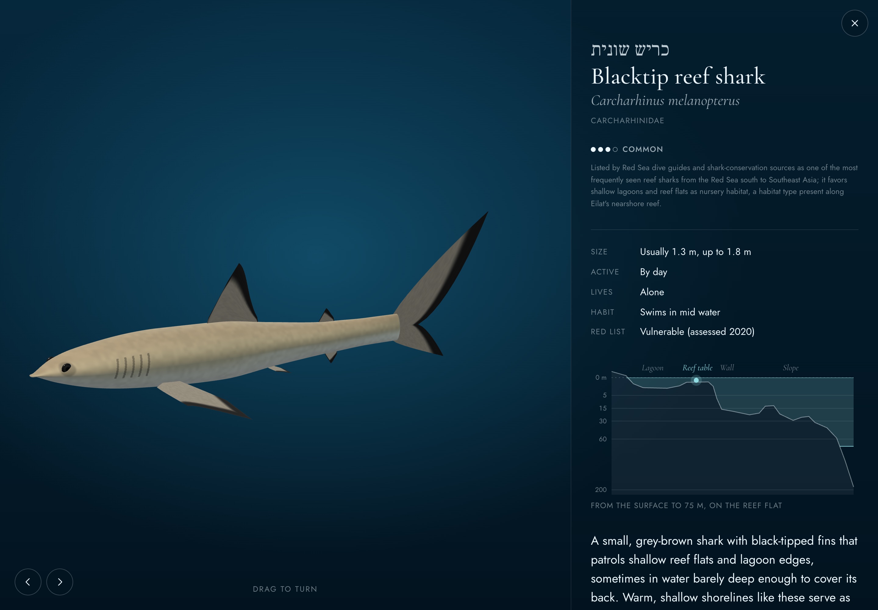 Virtual Gulf, photo 5